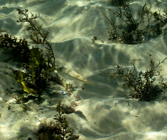 Torquigener pleurogramma