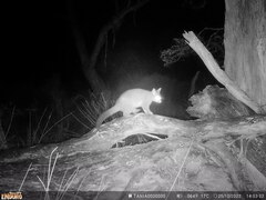 Trichosurus vulpecula