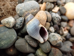 Buccinulum littorinoides