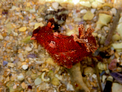 Plocamopherus imperialis