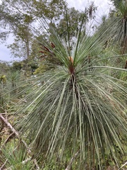 Cyperus papyrus