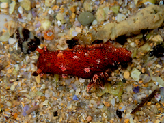 Plocamopherus imperialis