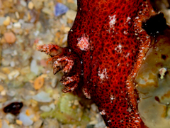 Plocamopherus imperialis