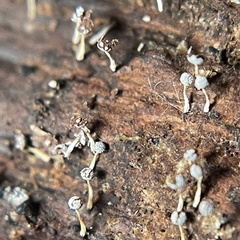 Physarum globuliferum