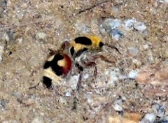 Dasymutilla sicheliana