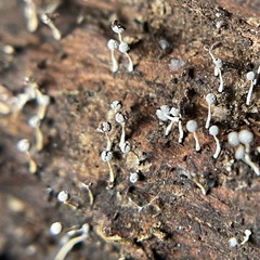 Physarum globuliferum