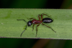 Camponotus innexus