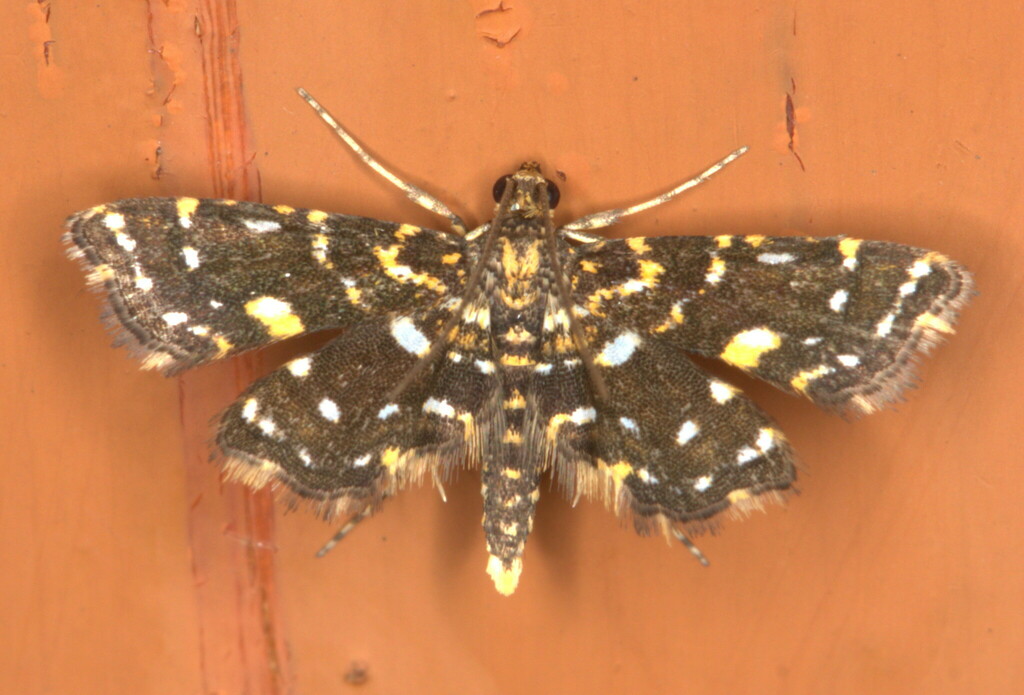 Ambia melanalis