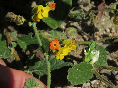 Hermannia prismatocarpa