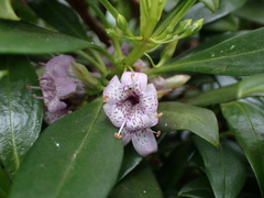 Myoporum bontioides