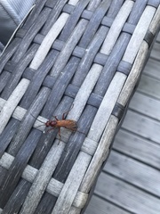 Sphictostethus nitidus