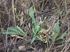 Ixeris chinensis
