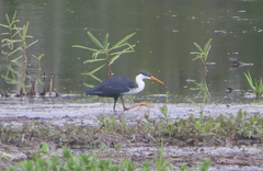 Egretta picata