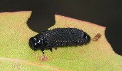 Paropsisterna agricola