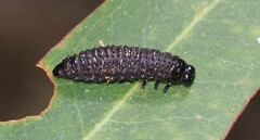 Paropsisterna agricola