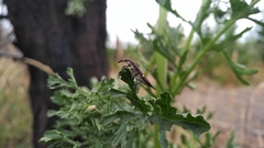 Rhinotia bidentata