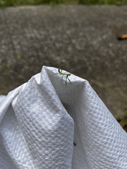 Pseudomantis albofimbriata