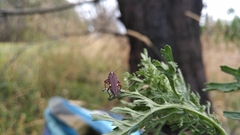 Rhinotia bidentata