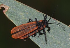 Diatrichalus kershawi