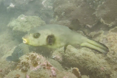 Arothron immaculatus