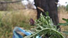 Rhinotia bidentata