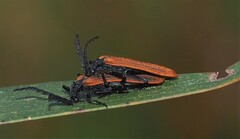 Diatrichalus kershawi