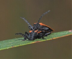 Diatrichalus kershawi