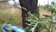 Rhinotia bidentata