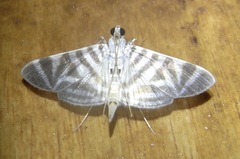 Spilomela