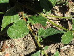 Hermannia prismatocarpa