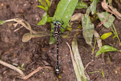 Eusynthemis brevistyla