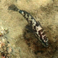 Epinephelus polyphekadion