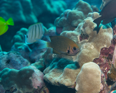 Pycnochromis pacifica