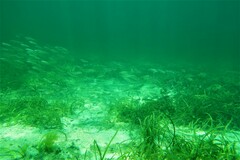 Helotes octolineatus