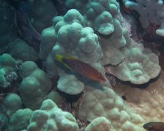 Pseudocheilinus octotaenia