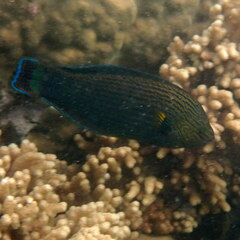 Halichoeres marginatus