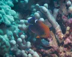 Centropyge potteri