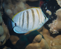 Chaetodon multicinctus