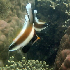 Heniochus chrysostomus