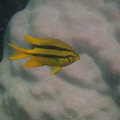 Neoglyphidodon nigroris