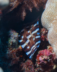 Enchelycore pardalis