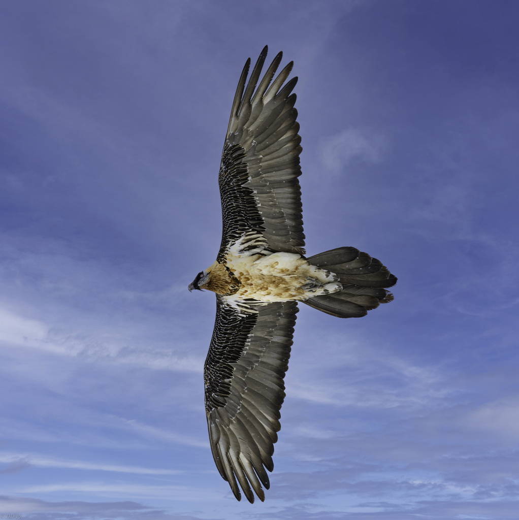 Bearded Vultures