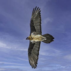 Gypaetus barbatus barbatus