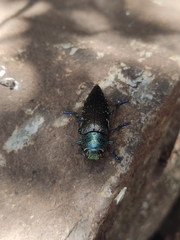 Lampetis auropunctata