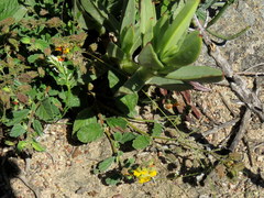 Hermannia prismatocarpa