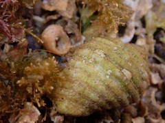 Dardanus crassimanus