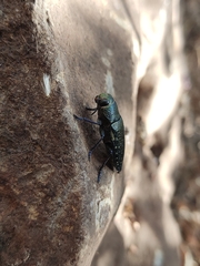 Lampetis auropunctata