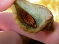 Dardanus crassimanus