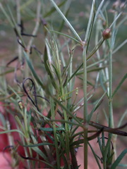 Kohautia caespitosa