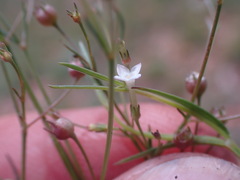 Kohautia caespitosa